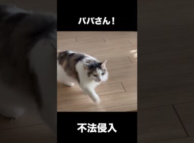 不法侵入を許し現実逃避をする猫です！【ノルウェージャン アンの成長記録】 #ノルウェージャン #cat #ねこ #アン #猫のいる暮らし #ネコ #猫 #日常 #猫好きさんと繋がりたい