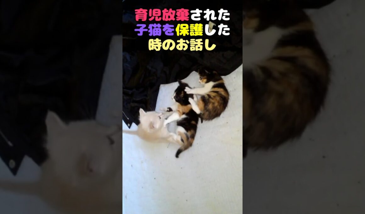 育児放棄された子猫を保護した時のお話し #保護猫 #子ネコ #子猫 #ネコ #三毛猫 #ねこ #猫 #cat #kitten