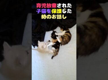 育児放棄された子猫を保護した時のお話し #保護猫 #子ネコ #子猫 #ネコ #三毛猫 #ねこ #猫 #cat #kitten