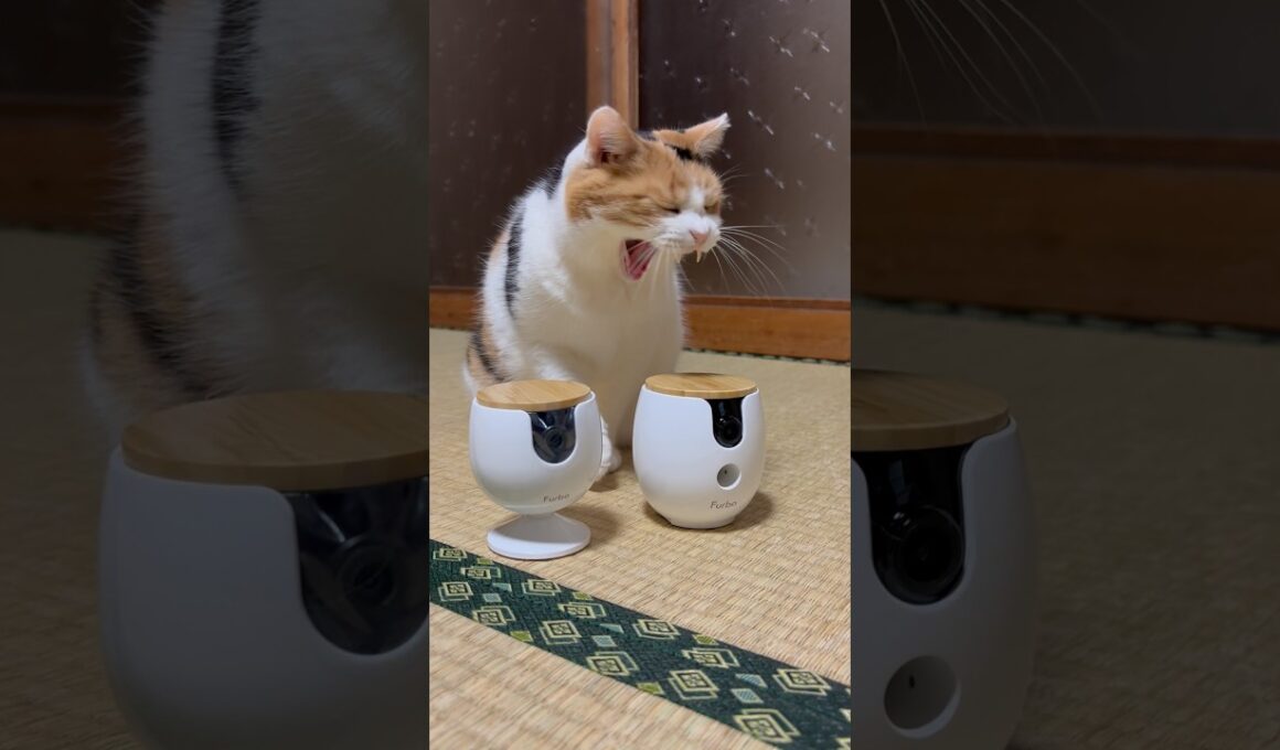 【三毛猫・PR】ファーボペットカメラをさくっと紹介するミケ