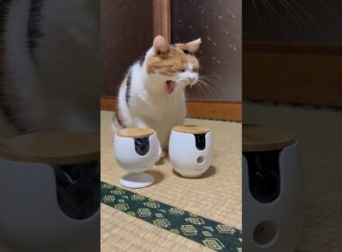 【三毛猫・PR】ファーボペットカメラをさくっと紹介するミケ