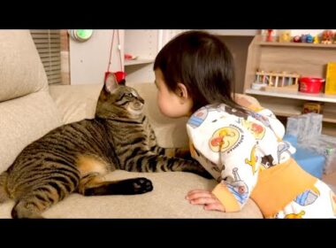 寝る前、猫に話しかける1歳児…そのやりとりが尊すぎました...。