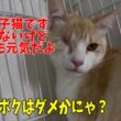 【片目の子猫】頑張って生き抜いて来たラミくんのご紹介