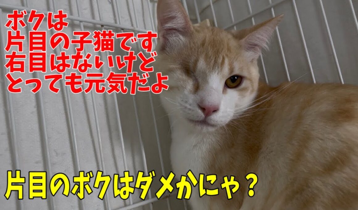 【片目の子猫】頑張って生き抜いて来たラミくんのご紹介