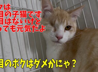 【片目の子猫】頑張って生き抜いて来たラミくんのご紹介