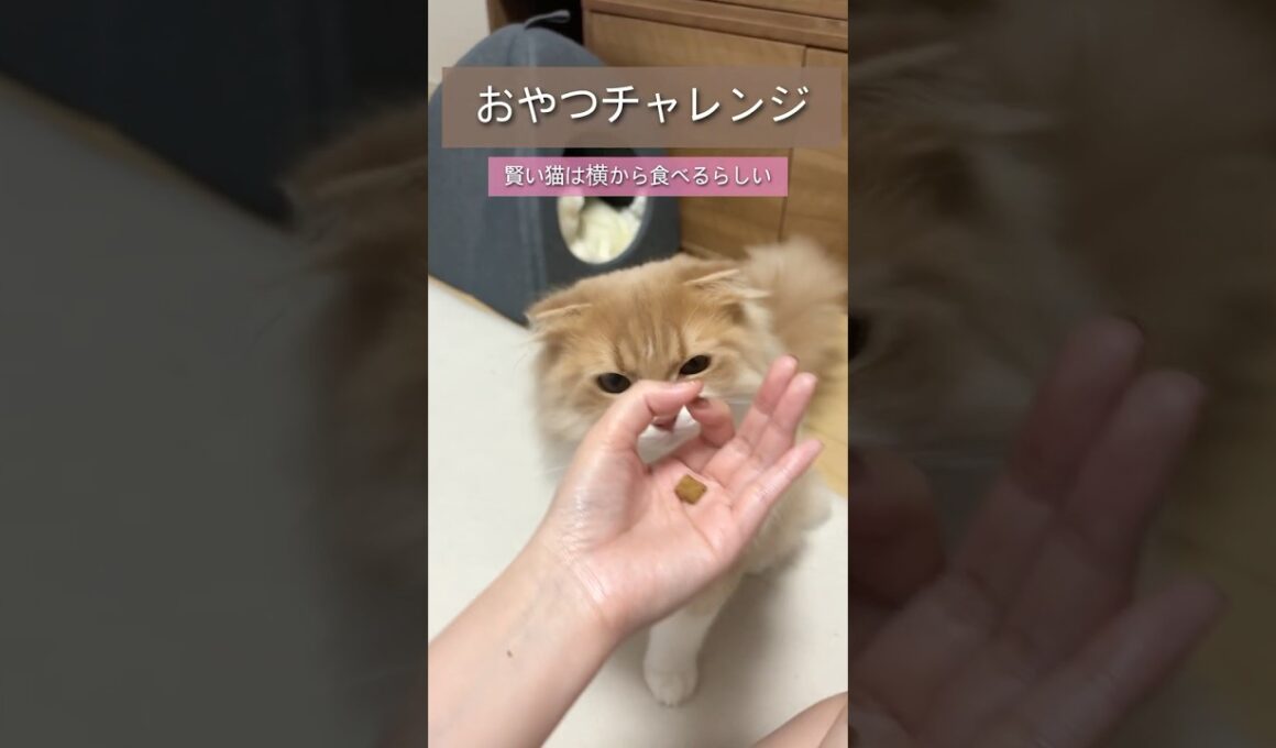 おやつチャレンジ#スコティッシュフォールド #catlovers #shorts