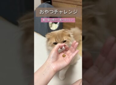 おやつチャレンジ#スコティッシュフォールド #catlovers #shorts