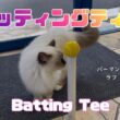 バーマン猫ラフとガブ【バッティングティー】Batting Tee（バーマン猫）Birman/Cat