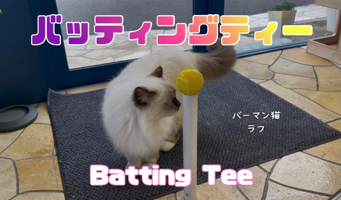 バーマン猫ラフとガブ【バッティングティー】Batting Tee（バーマン猫）Birman/Cat