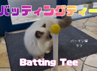 バーマン猫ラフとガブ【バッティングティー】Batting Tee（バーマン猫）Birman/Cat