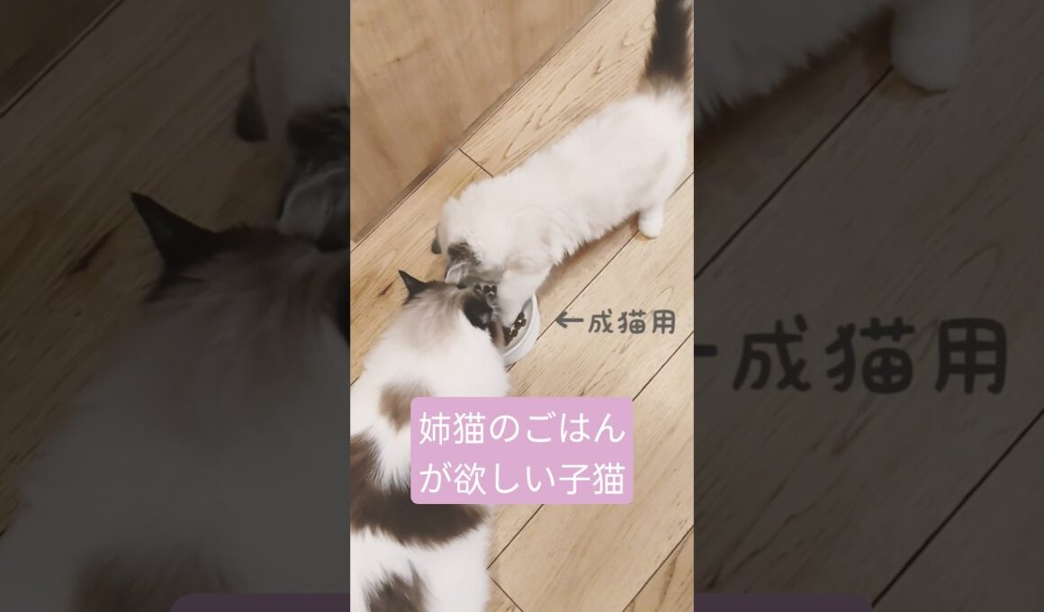 姉猫のごはんが食べたい子猫♪　 #ragdoll #cat #ラグドール #子猫 #泥棒猫 #こねこ #猫ごはん #ごはん