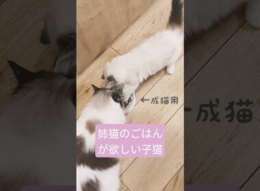 姉猫のごはんが食べたい子猫♪　 #ragdoll #cat #ラグドール #子猫 #泥棒猫 #こねこ #猫ごはん #ごはん