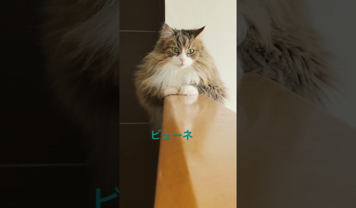 猫は高いところが好き #cats #pets #ノルウェージャンフォレストキャット #ノル猫5にゃんねる #猫のいる暮らし #cat #猫