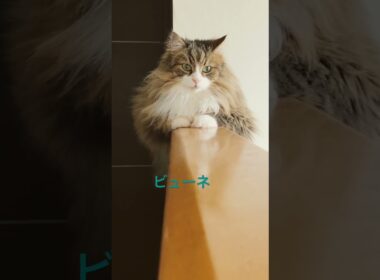 猫は高いところが好き #cats #pets #ノルウェージャンフォレストキャット #ノル猫5にゃんねる #猫のいる暮らし #cat #猫
