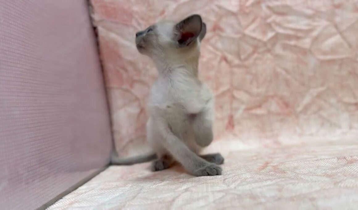 シャム🐱(2026/1/10生)