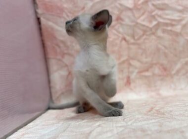 シャム🐱(2026/1/10生)