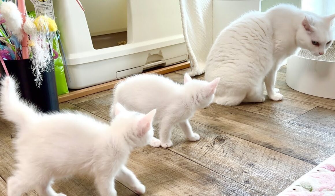 ママと勘違い⁈先住猫を追跡するパヤパヤ子猫【白玉ちゃん＆坊ちゃん＆たこやき君日記】Mistaking the senior cat for mom??