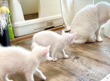 ママと勘違い⁈先住猫を追跡するパヤパヤ子猫【白玉ちゃん＆坊ちゃん＆たこやき君日記】Mistaking the senior cat for mom??