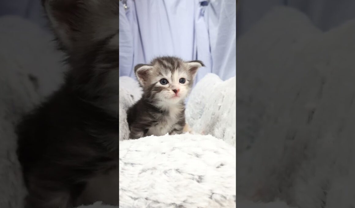 生後22日メインクーン赤ちゃんの鈴奈ちゃん