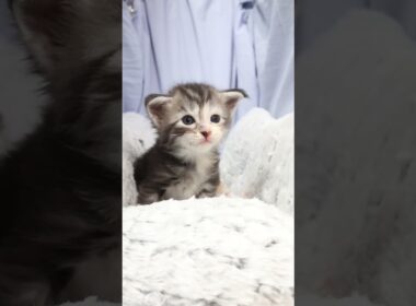 生後22日メインクーン赤ちゃんの鈴奈ちゃん