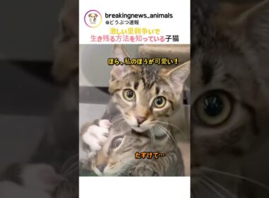 激しい里親争いで生き残る方法を知っている子猫