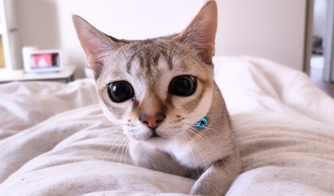 甘えん坊猫はニンゲンのお寝坊をゆるしません! 🐈 シンガプーラのタマ