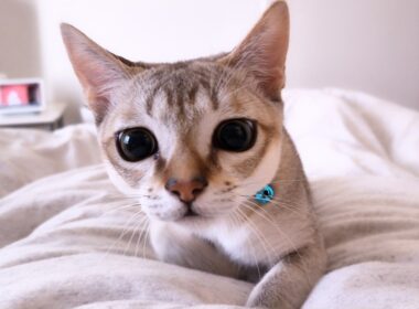 甘えん坊猫はニンゲンのお寝坊をゆるしません! 🐈 シンガプーラのタマ