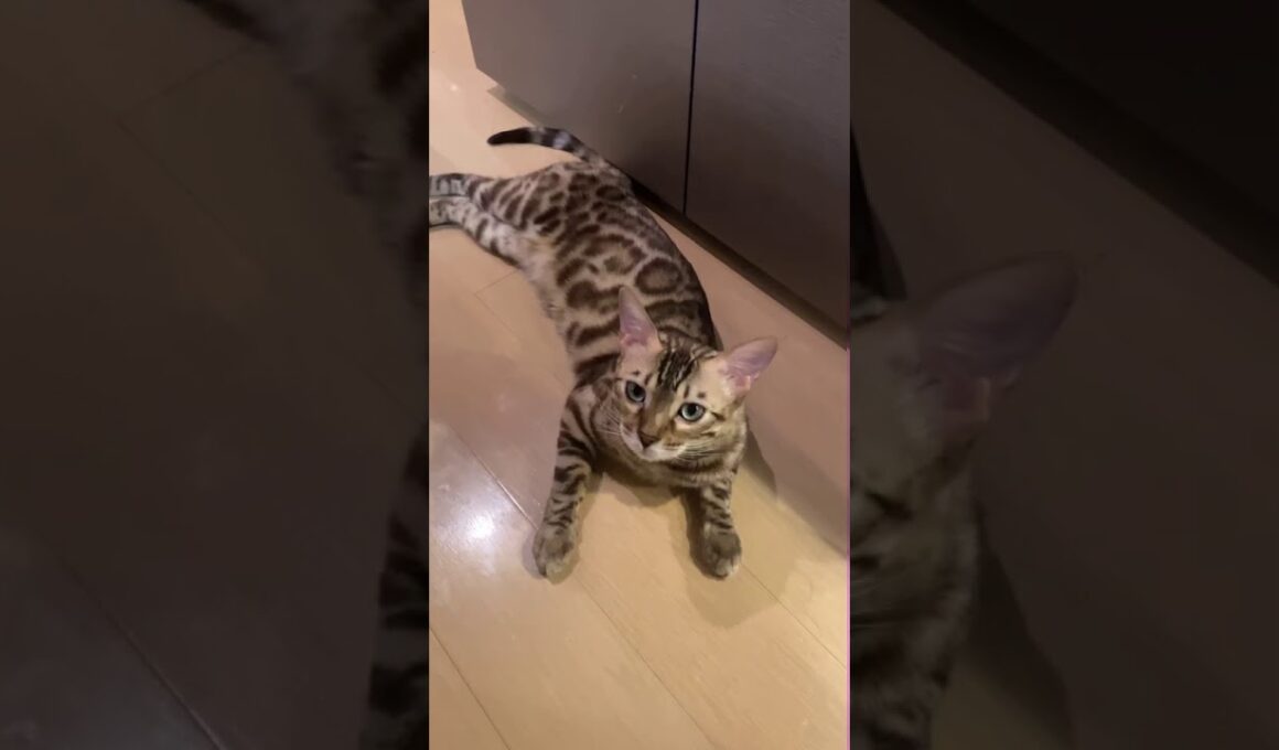 ベンガル猫の甘えた鳴き声🐱　#Shorts