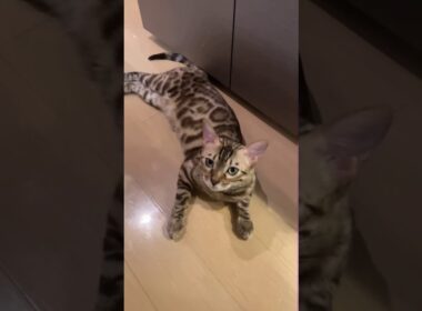 ベンガル猫の甘えた鳴き声🐱　#Shorts