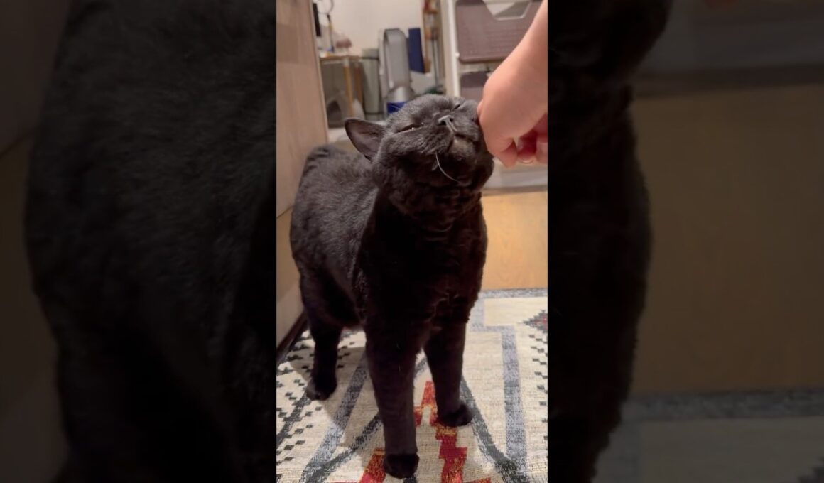 おねだりサービス炸裂 #cat #猫のいる暮らし #セルカークレックス #ブリティッシュショートヘア