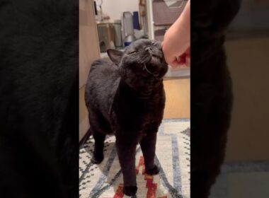 おねだりサービス炸裂 #cat #猫のいる暮らし #セルカークレックス #ブリティッシュショートヘア