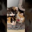 幼猫たちのイモピラミッド   #cat #kitten #猫 #子猫 #ねこ #こねこ #保護猫  #shorts  #猫のいる暮らし