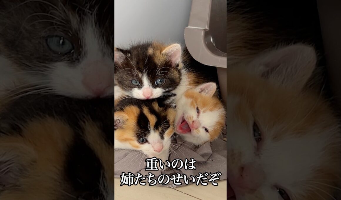 幼猫たちのイモピラミッド   #cat #kitten #猫 #子猫 #ねこ #こねこ #保護猫  #shorts  #猫のいる暮らし