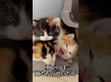 幼猫たちのイモピラミッド   #cat #kitten #猫 #子猫 #ねこ #こねこ #保護猫  #shorts  #猫のいる暮らし