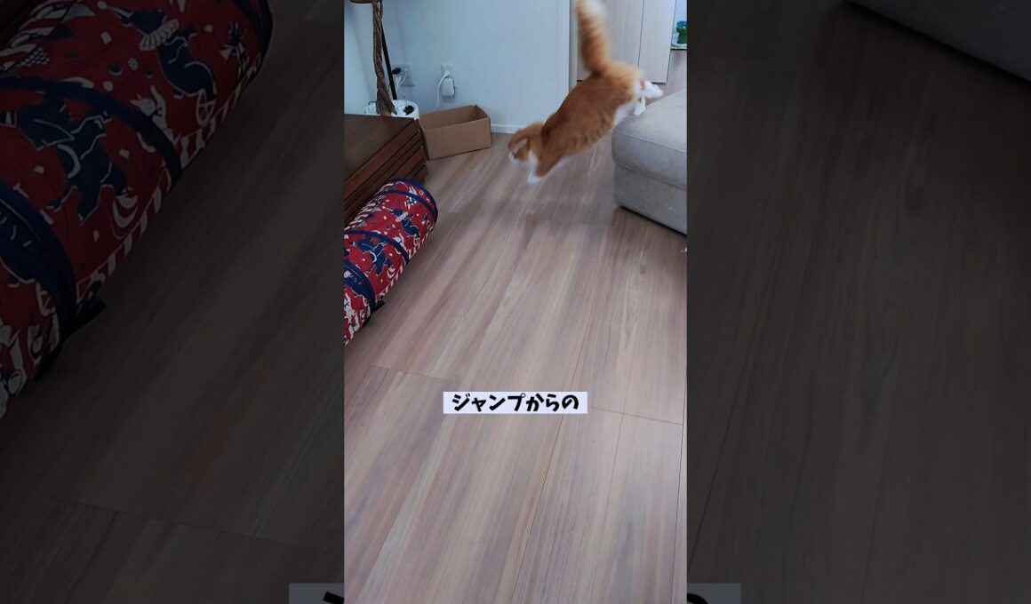 【マンチカン】ジャンプからのスムーズなトンネルくぐりを披露する猫 【犬と猫、両方飼ってると毎日かわいい♥】