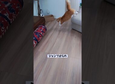 【マンチカン】ジャンプからのスムーズなトンネルくぐりを披露する猫 【犬と猫、両方飼ってると毎日かわいい♥】