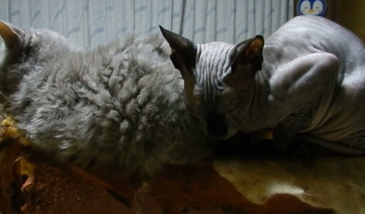 いつもつるんでるラパーマのリケとスフィンクスのジャンポール