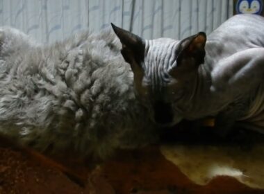 いつもつるんでるラパーマのリケとスフィンクスのジャンポール