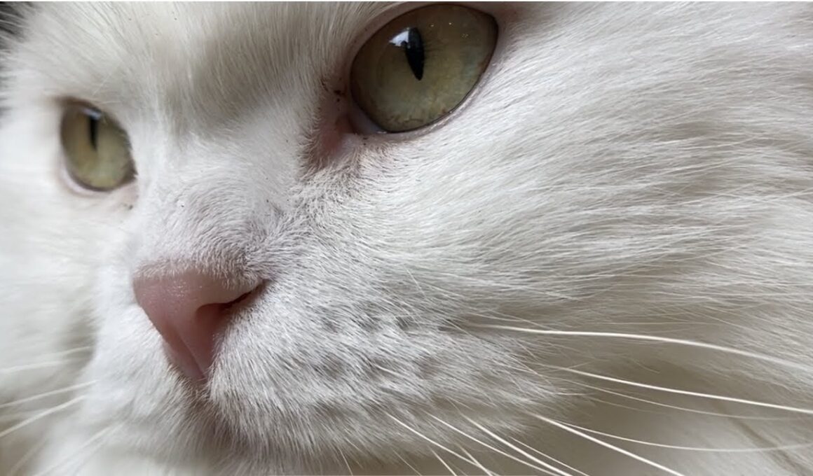 スコティッシュフォールドの長毛種もんたさんを、じっくり愛でて、なでまわすだけ