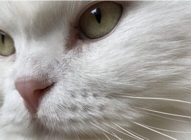 スコティッシュフォールドの長毛種もんたさんを、じっくり愛でて、なでまわすだけ