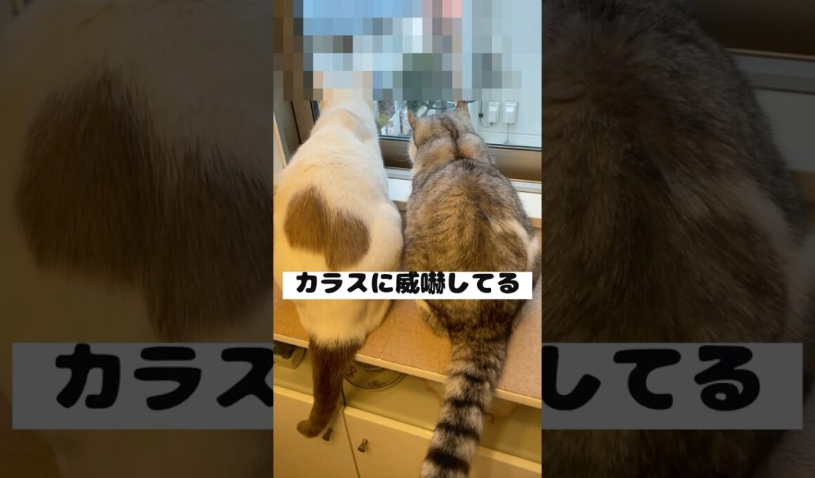 兄猫と弟猫が並んでカラスに威嚇する姿が可愛すぎる