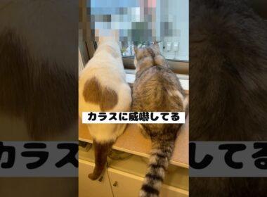 兄猫と弟猫が並んでカラスに威嚇する姿が可愛すぎる