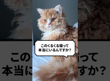 Q：このくるくる猫って本当にいるんですか？ #猫 #猫動画 #セルカークレックス