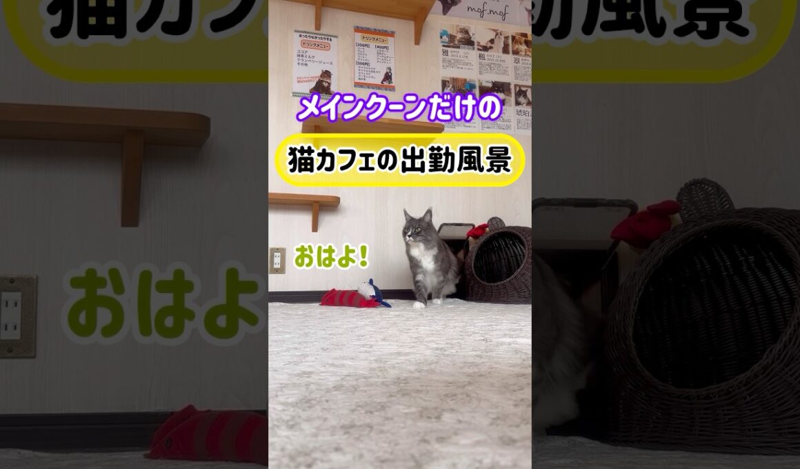 20260328メインクーンだけの【猫カフェの出勤風景】#cat #cooncat #mainecat #もふもふ