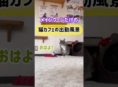 20260328メインクーンだけの【猫カフェの出勤風景】#cat #cooncat #mainecat #もふもふ