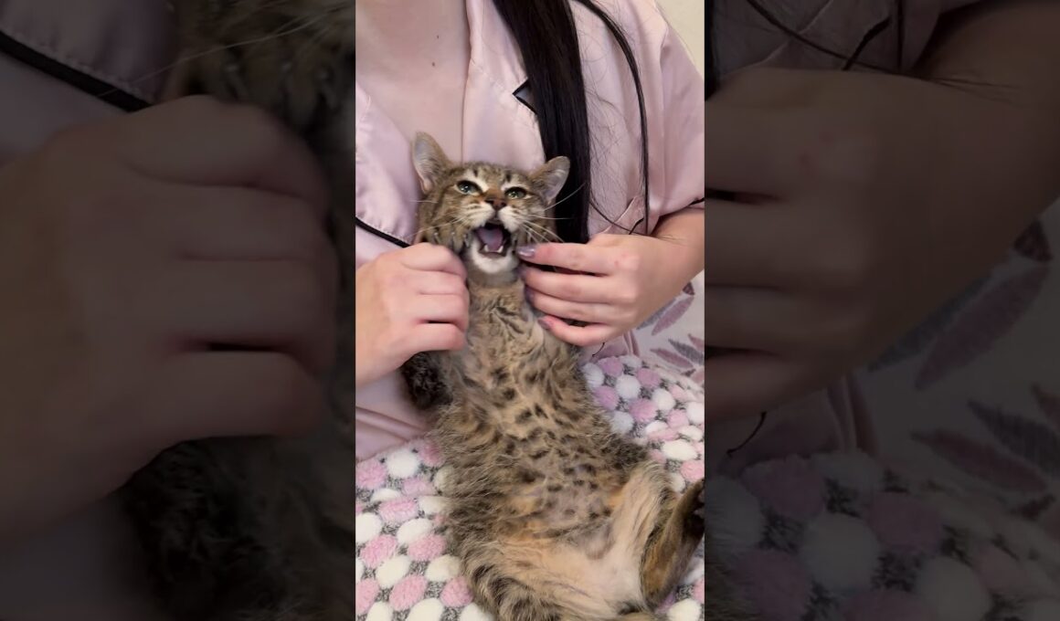 ドラマチックすぎる子猫