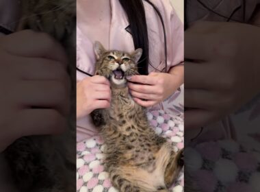 ドラマチックすぎる子猫