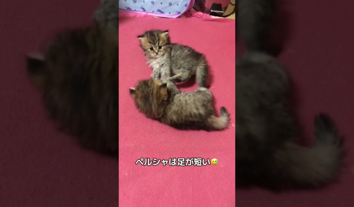 👑mofupalace 毎日元気なちびちび達💖 ペルシャは足が短いです❣️そこがまた可愛いんですけど。可愛くて、やんちゃなのがお仕事🥰頑張ってま〜す💕 #mofupalace