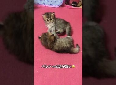 👑mofupalace 毎日元気なちびちび達💖 ペルシャは足が短いです❣️そこがまた可愛いんですけど。可愛くて、やんちゃなのがお仕事🥰頑張ってま〜す💕 #mofupalace