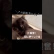 【双子保護猫】大興奮！紐に夢中な子猫が止まらない